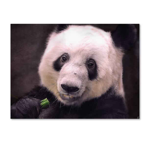 Johnson Panda Jai Johnson 'Giant Panda Bear' Canvas Art - Bed Bath & Beyond - 16592377