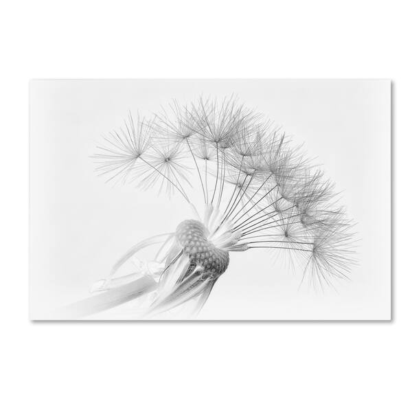 Pete Tombs 'Dandelion' Canvas Art Bed Bath & Beyond 16721448