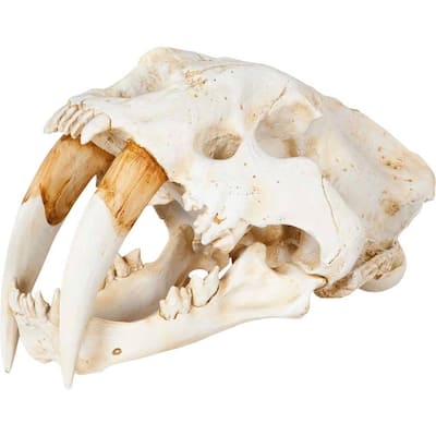 Fozzil Off-White Resin Sabertooth Cat Skull Accent Piece - 9.0L x 9.1W x 15.0H