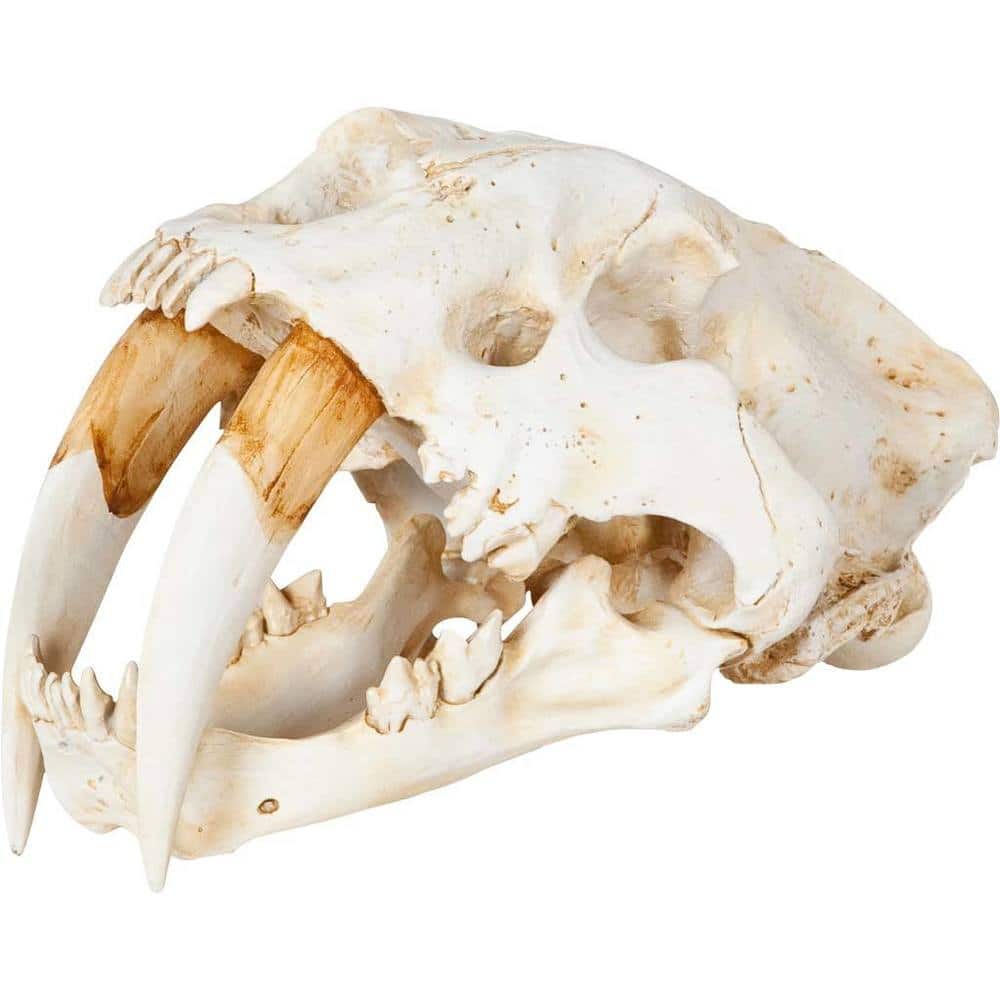 Fozzil Off-White Resin Sabertooth Cat Skull Accent Piece - 9.0L x 9.1W x 15.0H