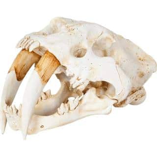 Fozzil Off-White Resin Sabertooth Cat Skull Accent Piece - 9.0L x 9.1W x 15.0H