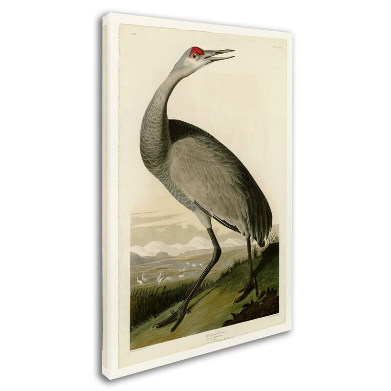 Audubon 'Whooping Craneplate 261' Canvas Art