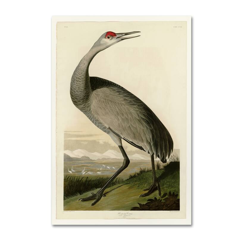 Audubon 'Whooping Craneplate 261' Canvas Art