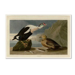 Audubon 'King Duckplate 276' Canvas Art - Bed Bath & Beyond - 16958090