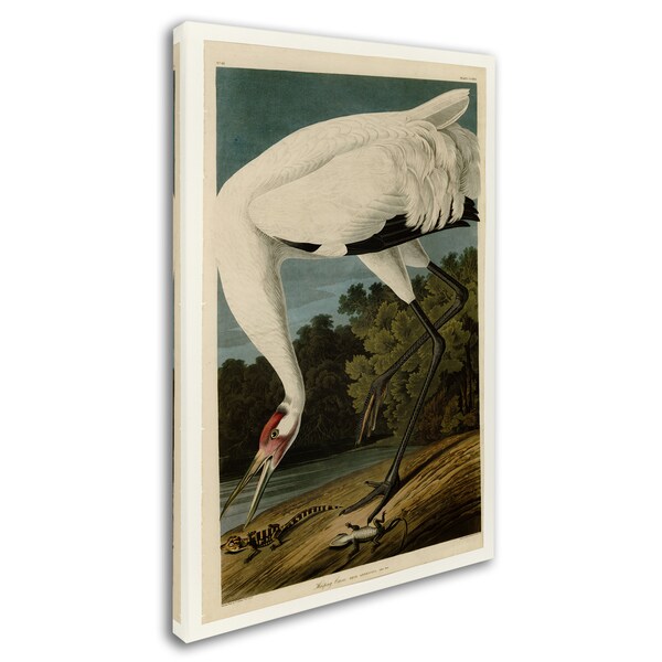 ARTCANVAS high quality Whooping Crane Canvas Art Print by John James Audubon