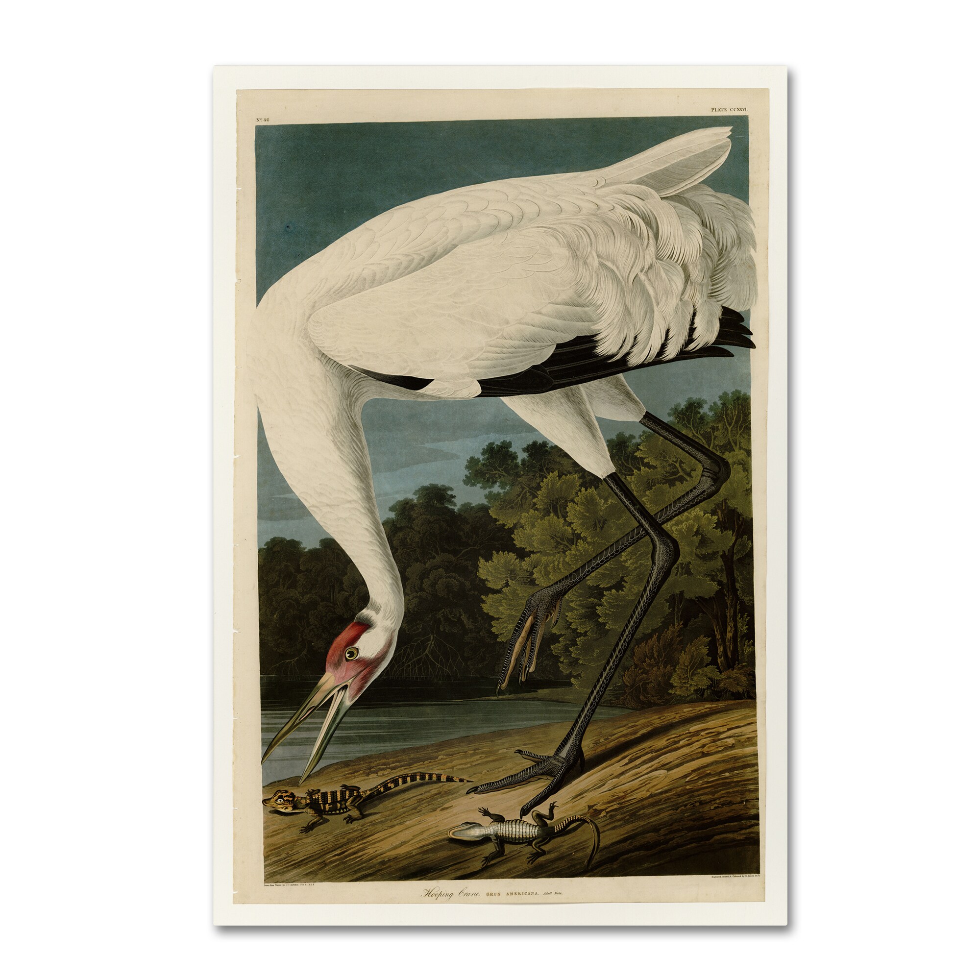 John James Audubon 'Whooping Crane' Canvas Art