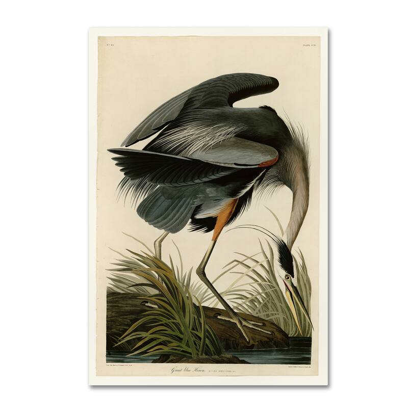 John James Audubon 'Great Blue Heron' Canvas Art
