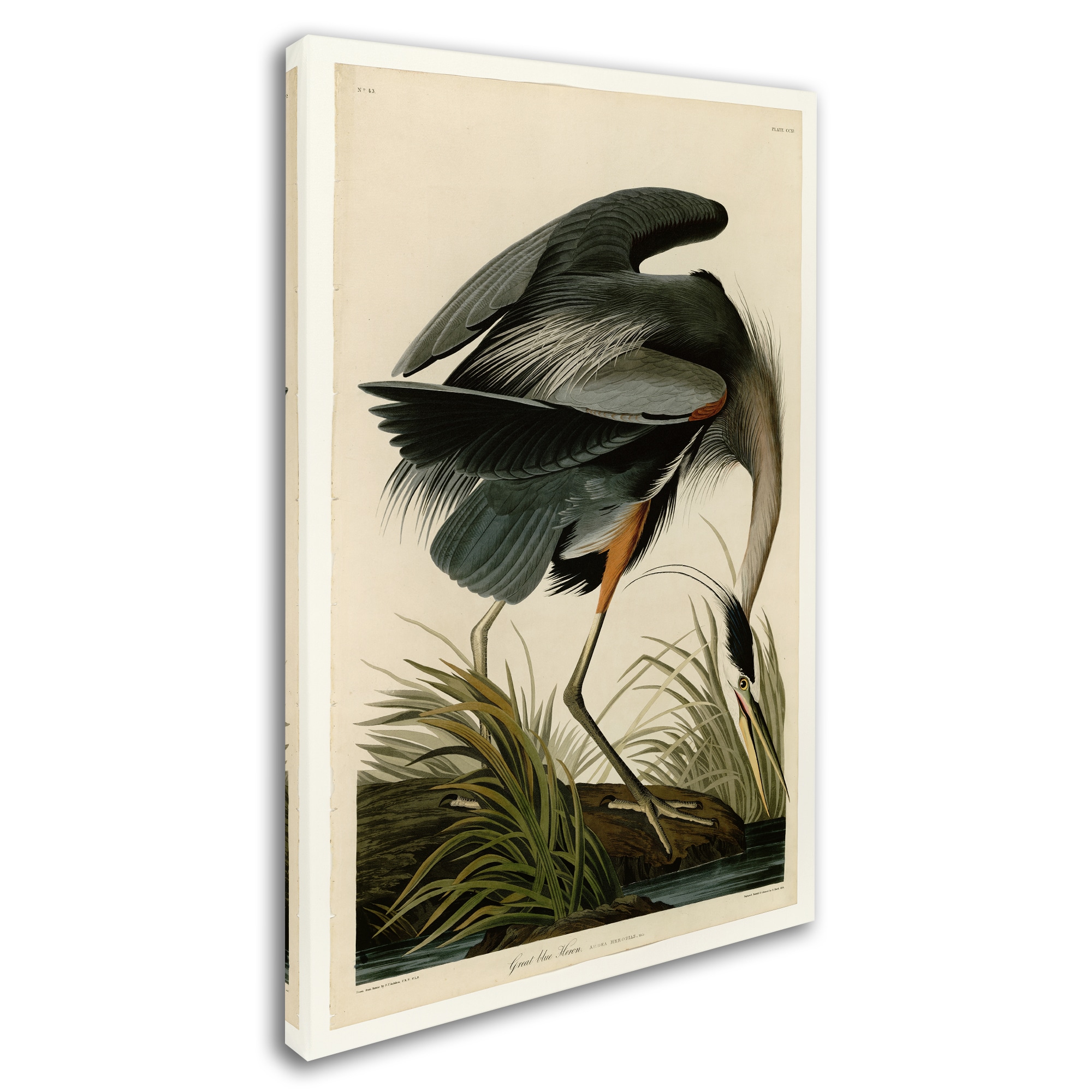 John James Audubon 'Great Blue Heron' Canvas Art - On Sale - Bed Bath ...