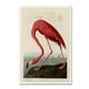 preview thumbnail 1 of 1, John James Audubon 'American Flamingo' Canvas Art