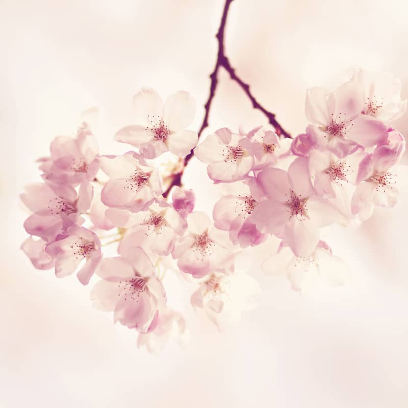 'Cherry Blossoms' Painting Print on Wrapped Canvas - Multi-Color