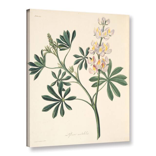 Margaret mRoscoe's 'Changeable Flowered Lupin' Gallery Wrapped Canvas