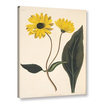 Margaret mRoscoe's 'Dark Eyed Sunflower' Gallery Wrapped Canvas