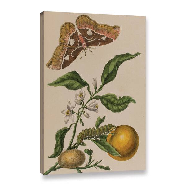 Maria Sibylla Graff Merian's Illustration from 'Metamorphosis