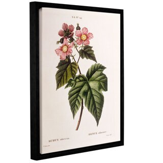 Pancrace Bessa 'Purple-Flowering Raspberry, Rubus Odoratus' Gallery ...