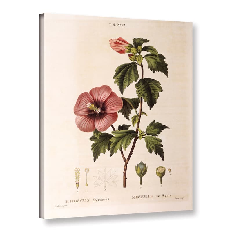 Pancrace Bessa's Rose of Sharon, Hibiscus Syriacus, Gallery Wrapped ...