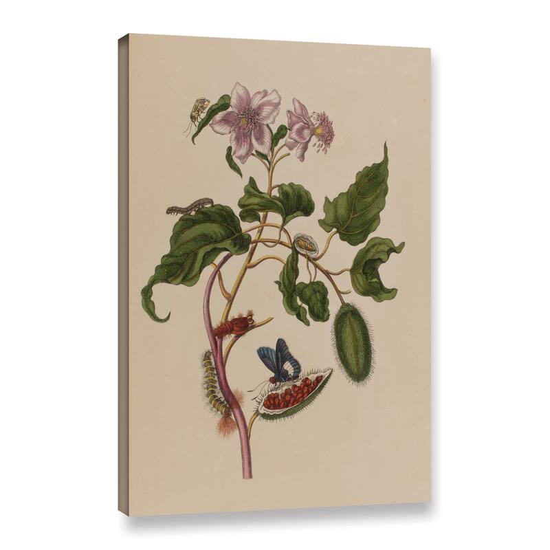 Maria Sibylla Graff Merian's Illustration from 'Metamorphosis