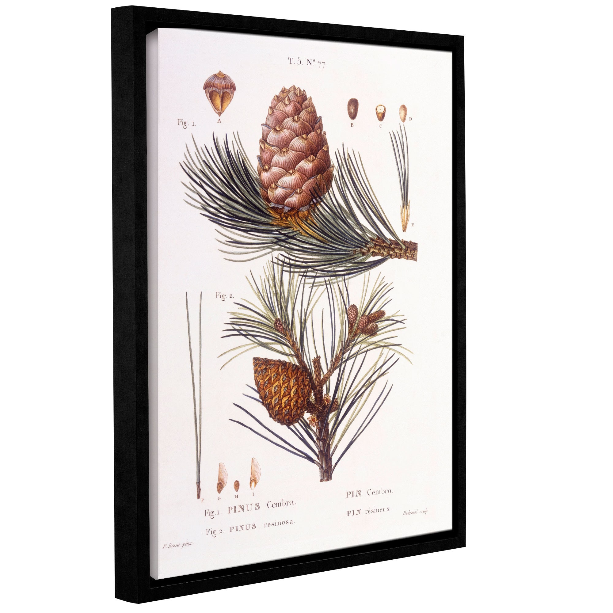 ArtWall Pancrace Bessa's 'Pinus Cembra' Gallery-wrapped Floater-framed Canvas Artwork