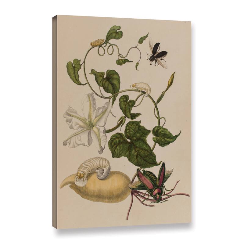 Maria Sibylla Graff Merian's Illustration from 'Metamorphosis