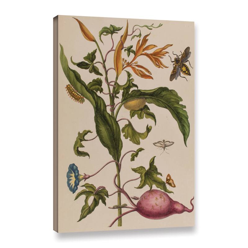 Maria Sibylla Graff Merian's Illustration from 'Metamorphosis