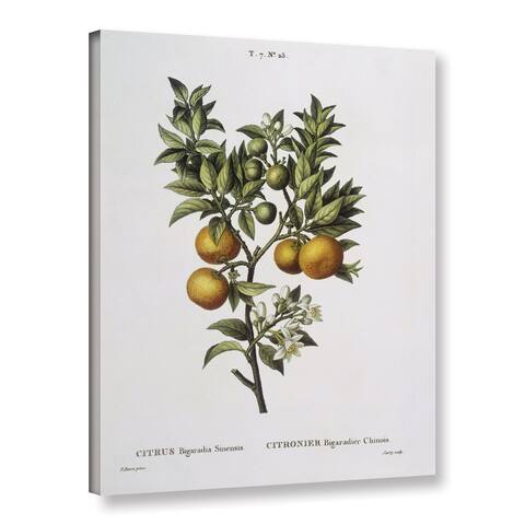 Pancrace Bessa's Bitter Orange bigaradia sinensis, Gallery Wrapped Canvas
