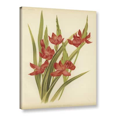 English English School's River Lily or Crimson Flag, Gallery Wrapped Canvas