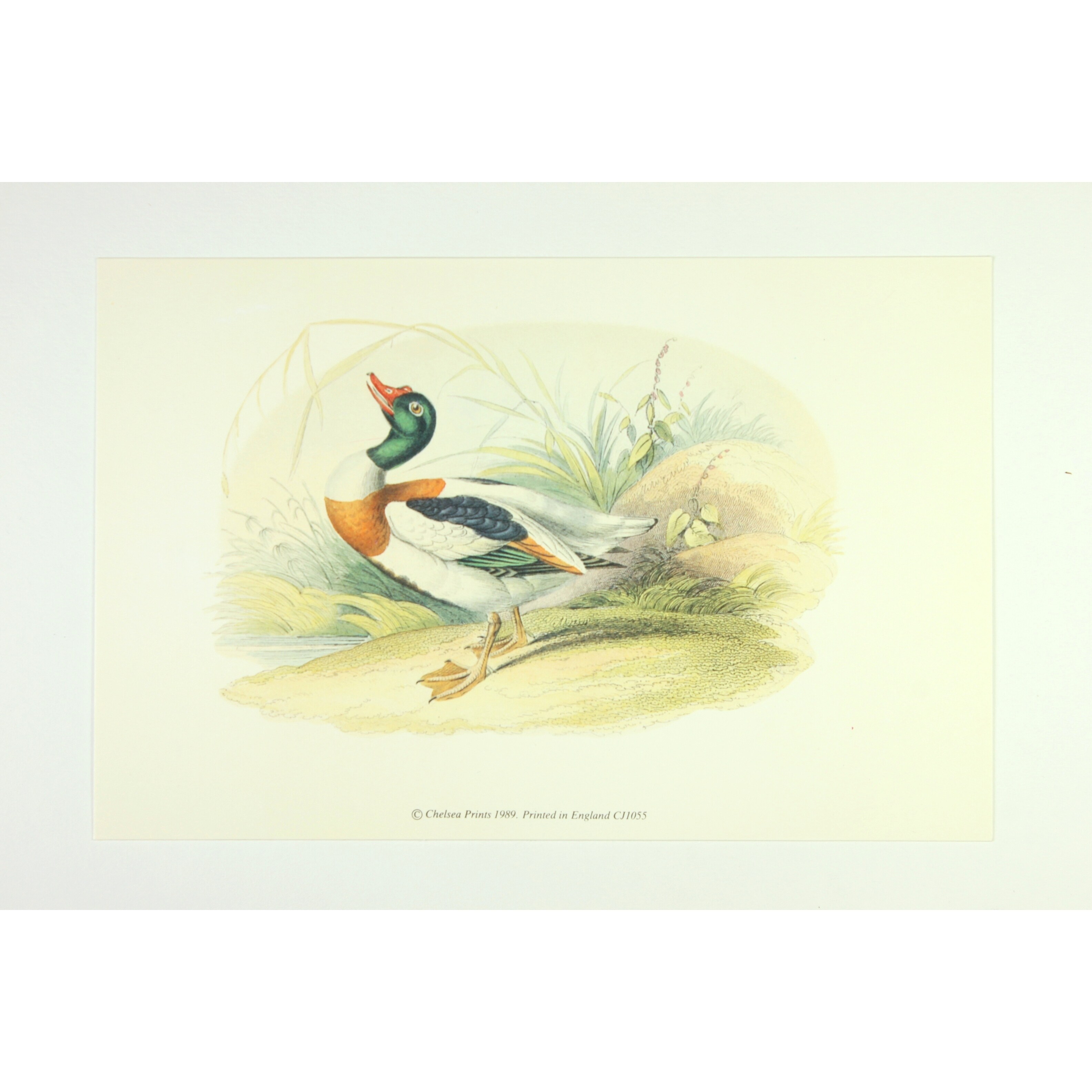 Shop Ducks Wall Art Print By Edward Donovan Overstock 17819227