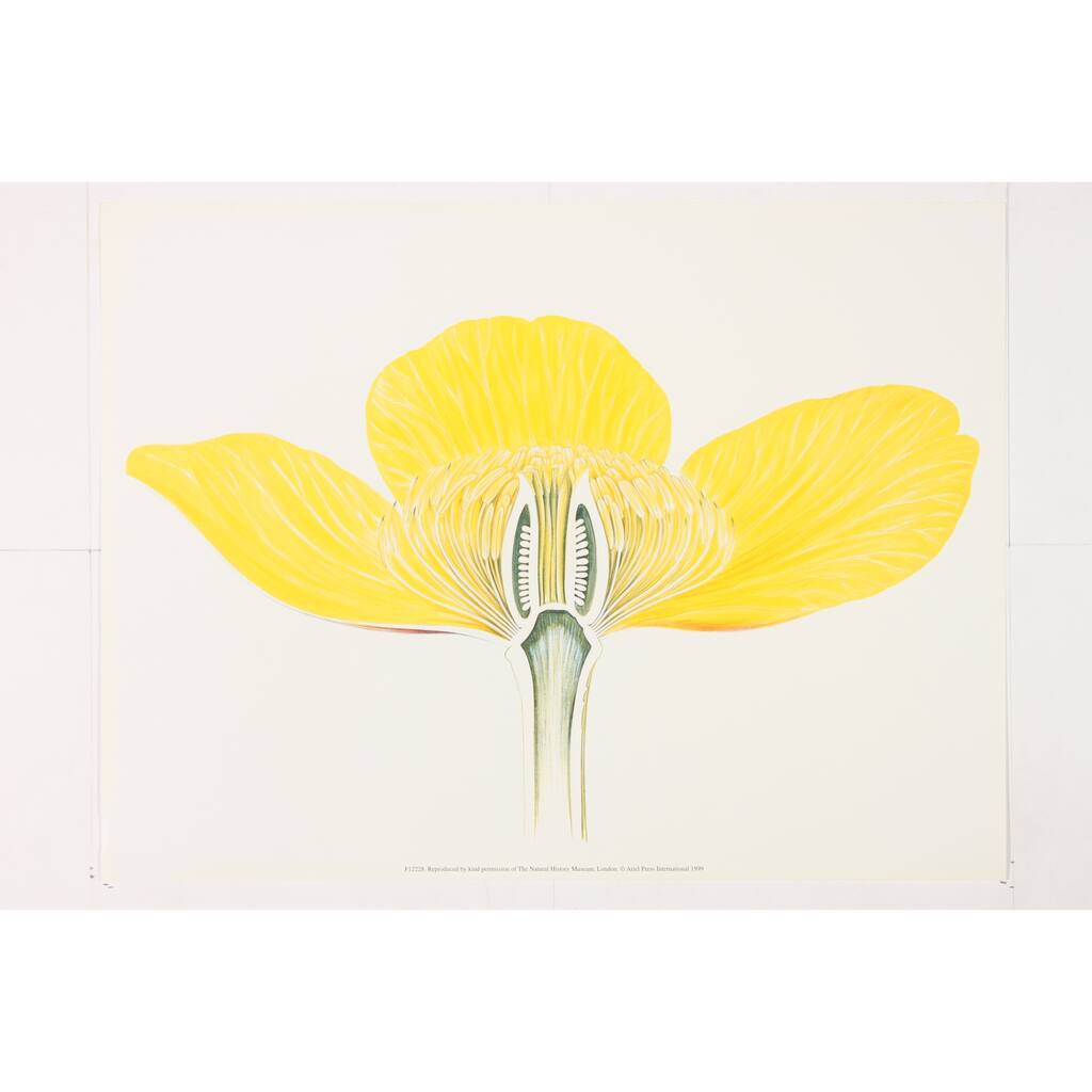 Museum of London Flower Dissection premium Art Print of Flowers