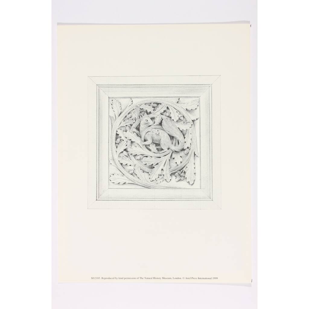 Squirrel Natural History Museum London Premium Art Print