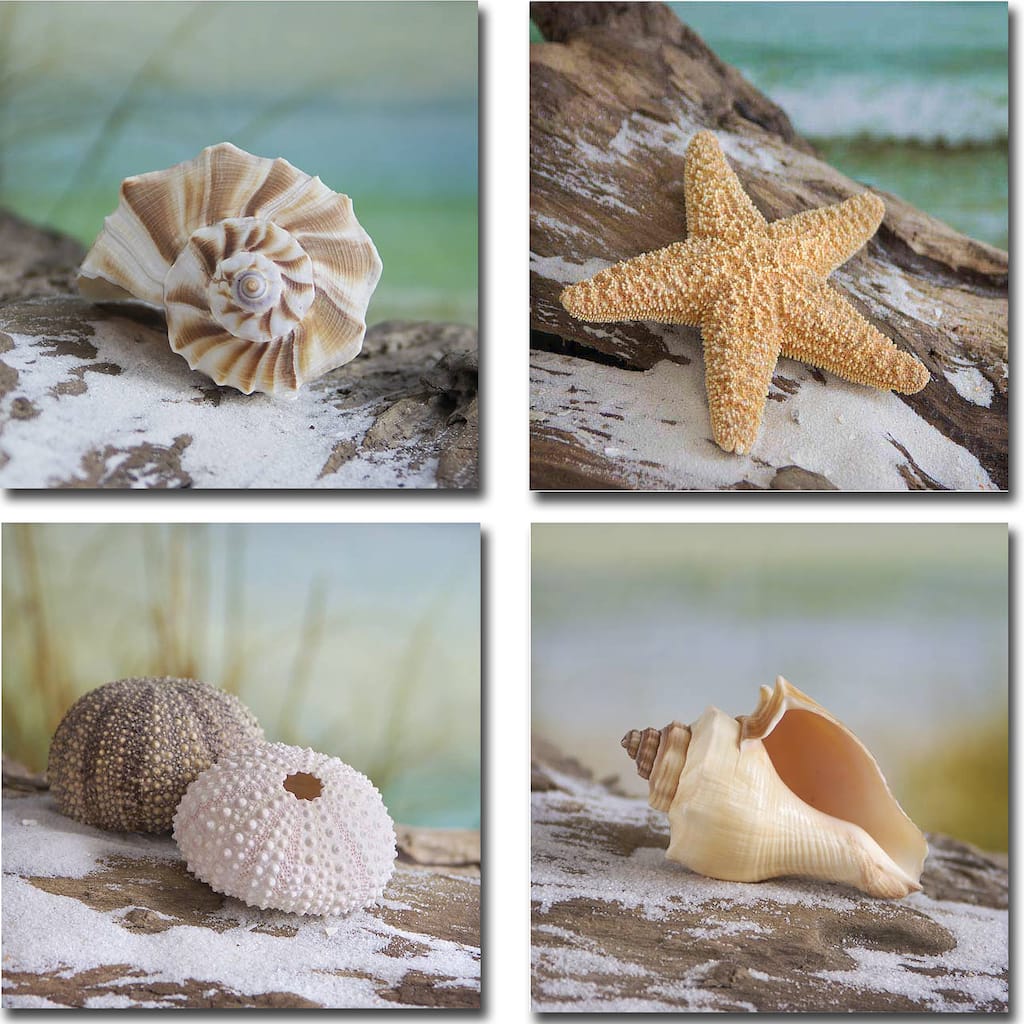 Shell and Driftwood I, II, III, and IV by Donna Geissler 4-piece Gallery-Wrapped Canvas Giclee Art Set