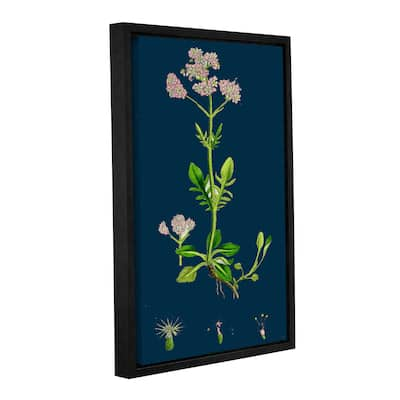 Bridgeman Pale Yellow oxytropis, Gallery Wrapped Floater-framed Canvas