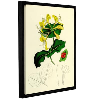 Bridgeman Perfoliate Woodbine, Gallery Wrapped Floater-framed Canvas