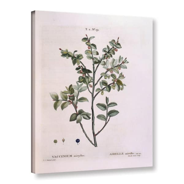 Pierre Joseph Redoute's Bilberry Vaccinium myrtillus, Gallery Wrapped ...