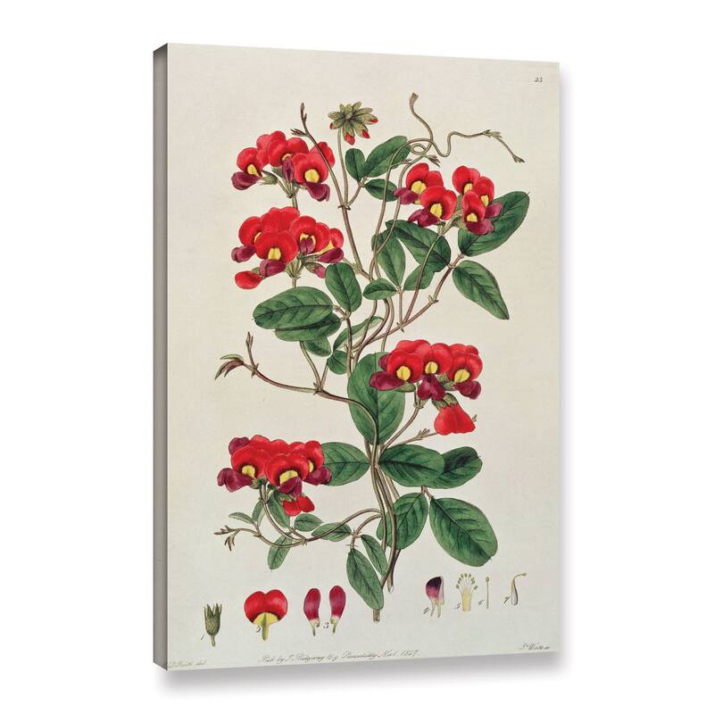 Edward Dalton Smith's Sweet Pea Lathyrus Odoratus, Gallery Wrapped