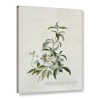 Georg Dionysius Ehret's Cistus, Gallery Wrapped Canvas - Bed Bath ...