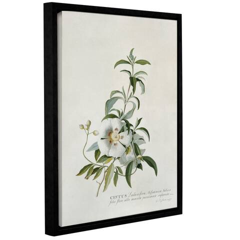 Georg Dionysius Ehret's Cistus, Gallery Wrapped Floater-framed Canvas