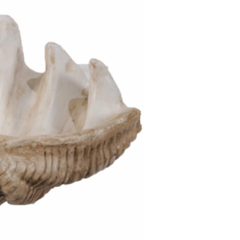 Medium Clam Shell Accent, White