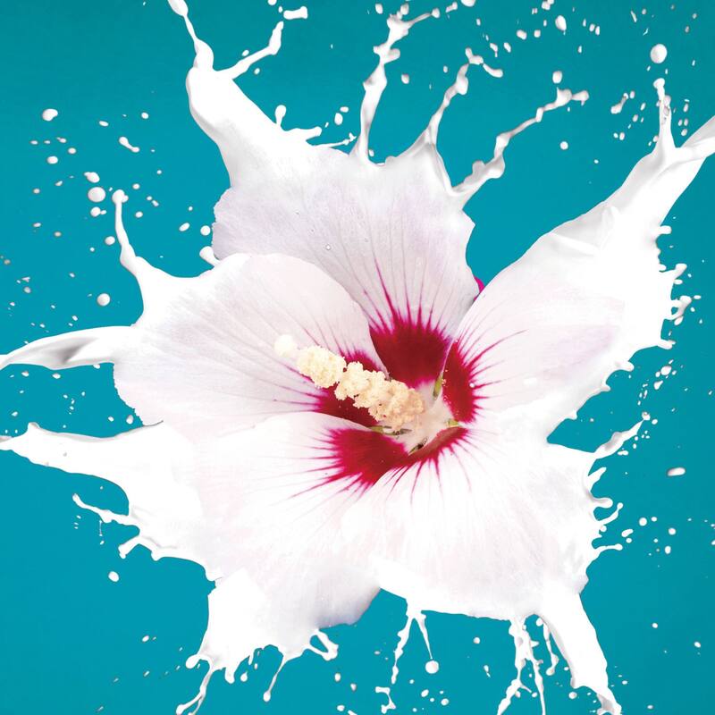 Cortesi Home Flower Burst Tempered Glass Wall Art, 24" x 24"