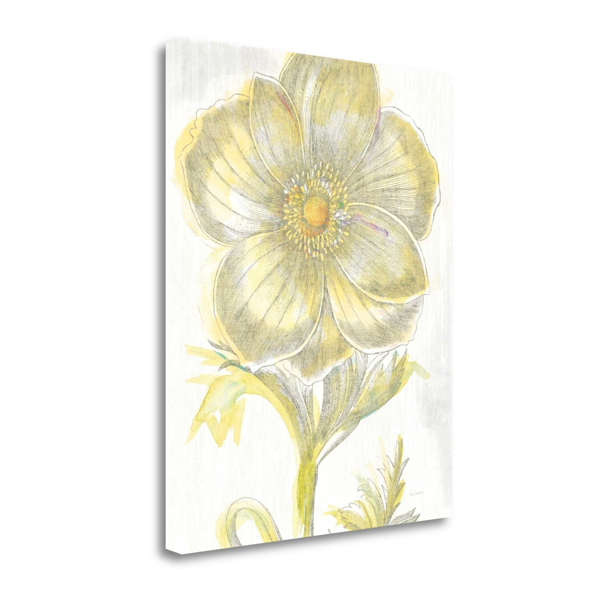 Belle Fleur I Giclee Stretched Canvas Artwork 20 x 24 Global Gallery Sue Schlabach
