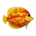 Orange Discus Fish Wall Decor