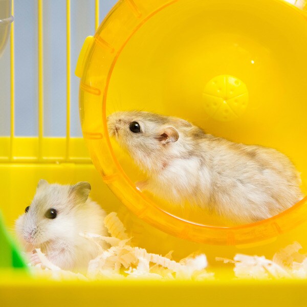 hamster kit