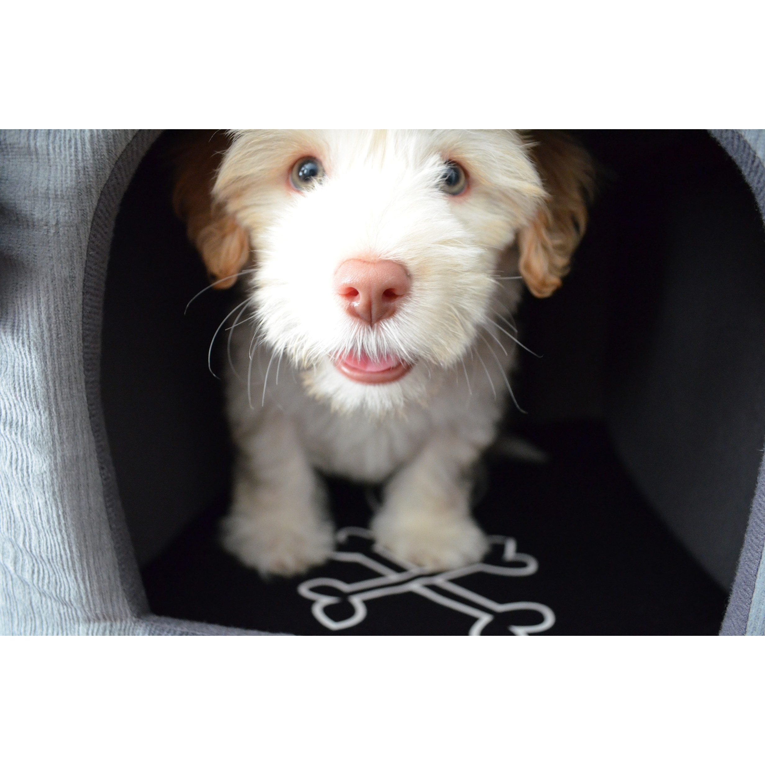 zero dog house pet bed