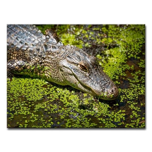 Shop Ready2hangart Bask Canvas Alligator Wall Art Overstock 18590801