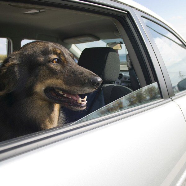 extra large dog hammock for truck