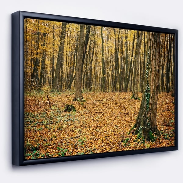 Designart 'Beautiful Autumn Forest in Mountains' Modern Forest Framed Canvas Art