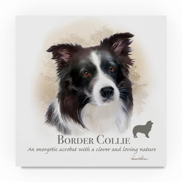 how do you tame a border collie