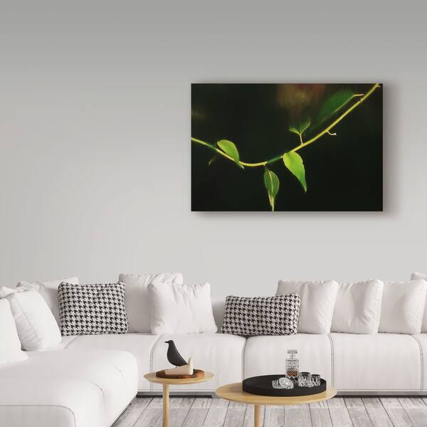 https://ak1.ostkcdn.com/images/products/19206587/Anthony-Paladino-Digital-Painting-Leaves-And-Vine-At-Dusk-Canvas-Art-ef20b5fa-7c4f-4bcf-8967-cb5bf40aa545_600.jpg?impolicy=medium