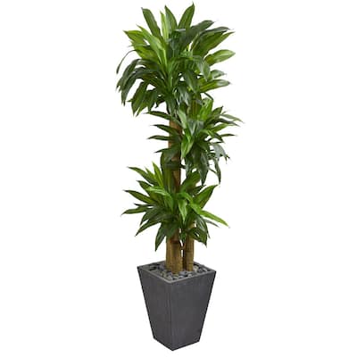 5.5' Cornstalk Dracaena Artificial Plant in Slate Planter (Real Touch) - Green