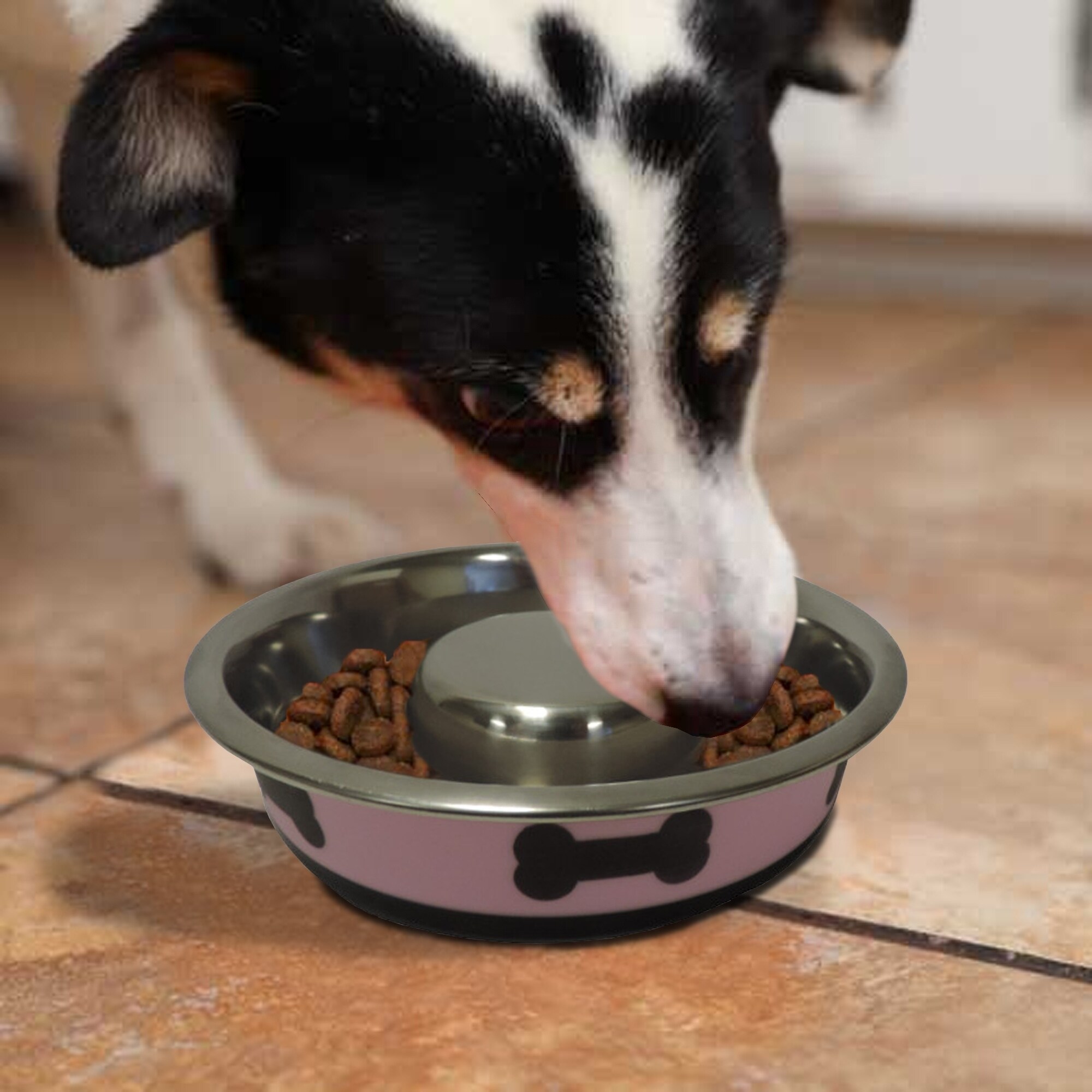 Shop Slow Feeder Spill Proof Pet Bowl With Rubber Base And Bone