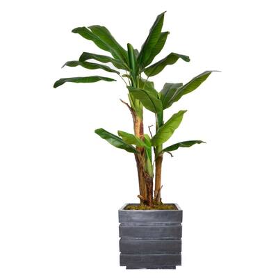 66" Banana Tree with Burlap Kit & 14" Blac/ Grey Fiberstone Planter