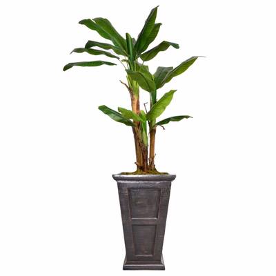78.8" Tall Banana Tree, Burlap Kit and Fiberstone planter - 79"
